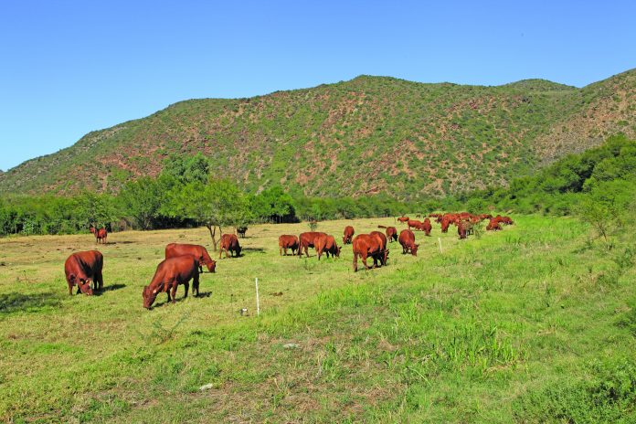 Bonsmara cattle