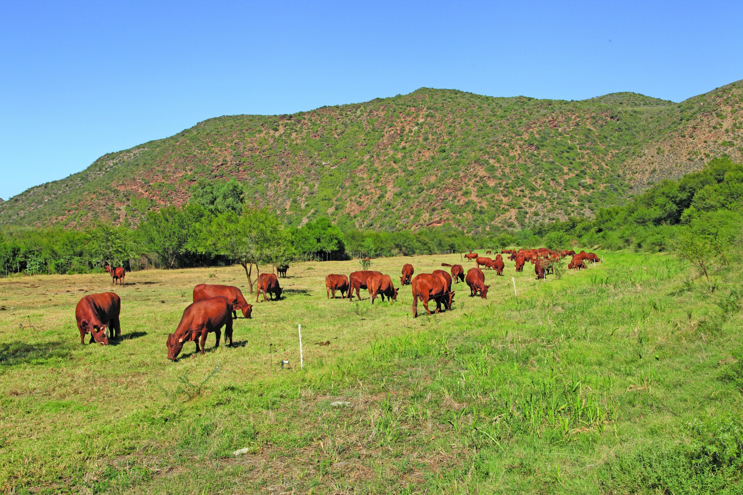Regenerative farming: from ‘lifeless dust’ to productive farm