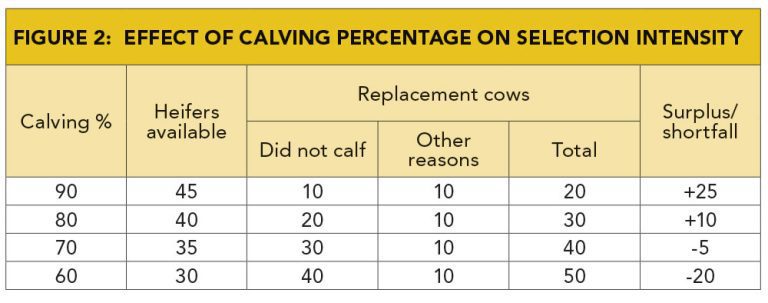 Repoduction Rates Cttle The role of reproduction in profitable beef cattle farming