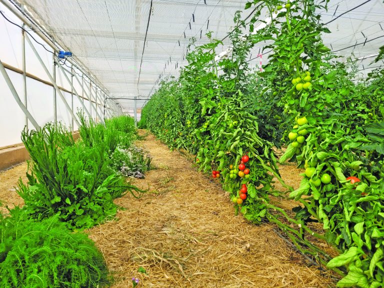 How to become a fresh produce powerhouse – lessons from Spain