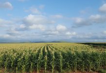 Crop estimate shows marginal decline, hope for lower inflation