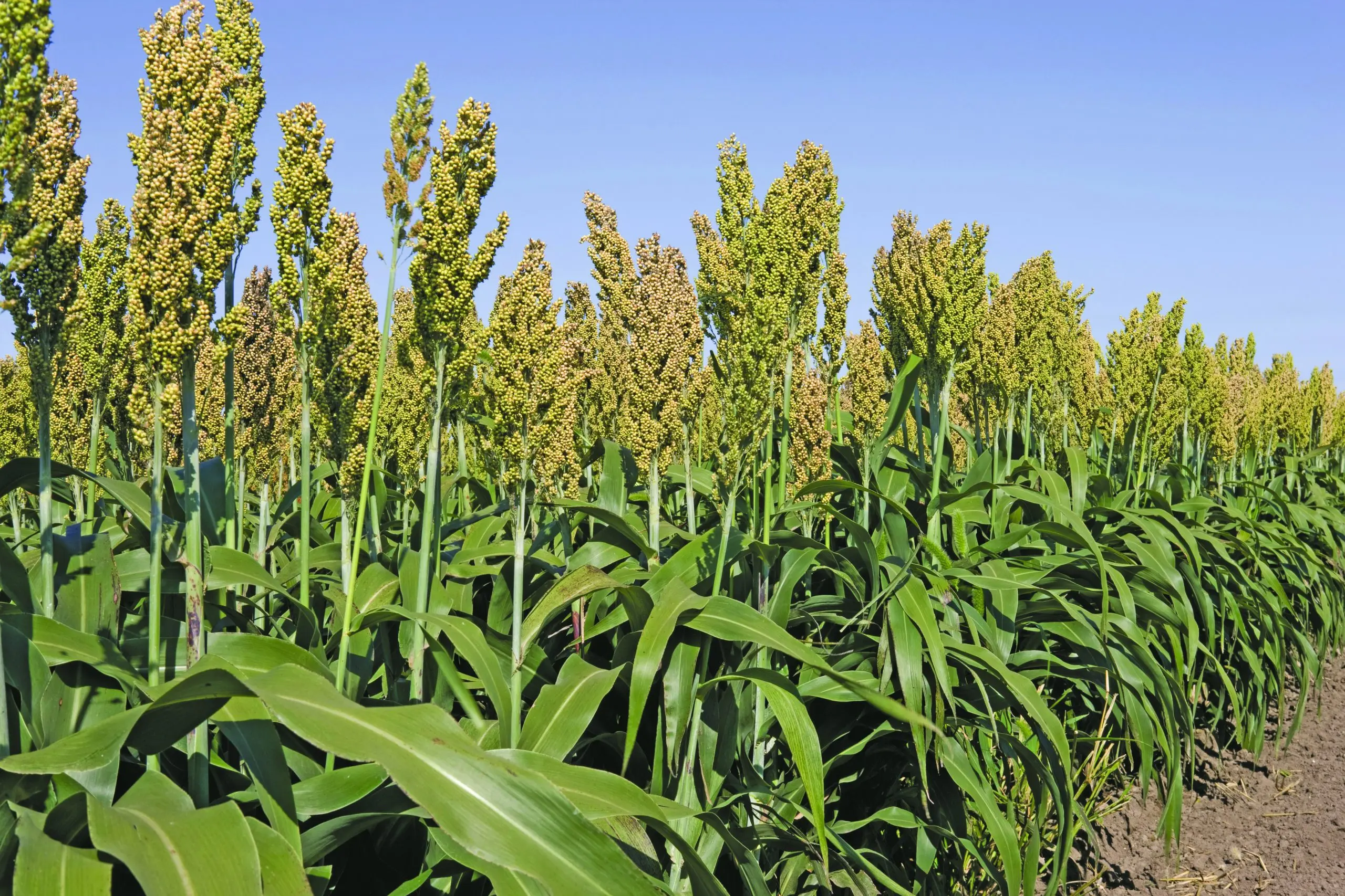 It makes sense to include more sorghum in diets