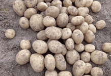 Pass the slap chips – there’s no potato shortage