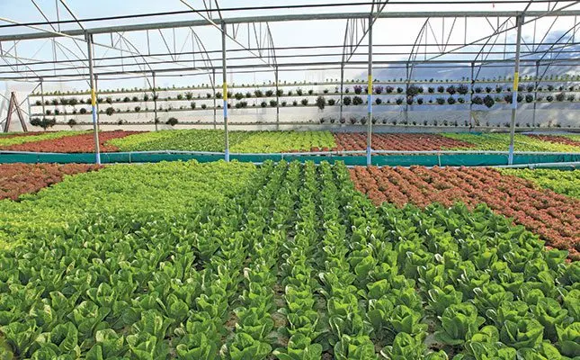 Hard work pays off for hydroponic producers
