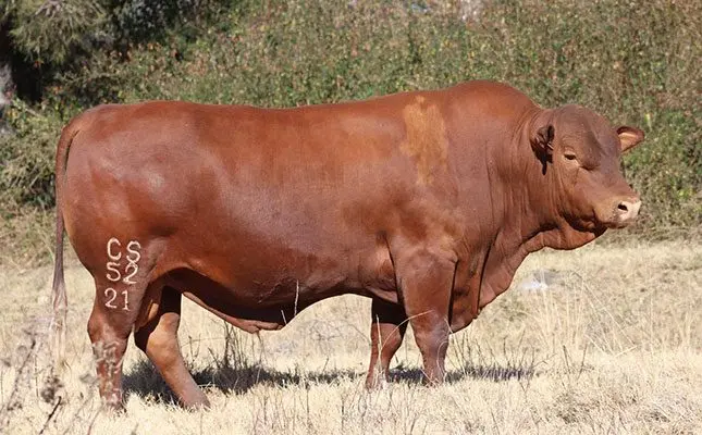 Senepol bull sold for a record price of R165 000