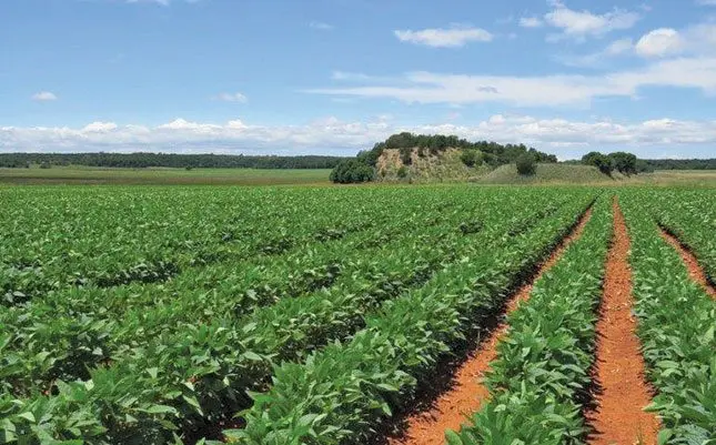 Assistant agricultural practitioners’ contracts abruptly terminated