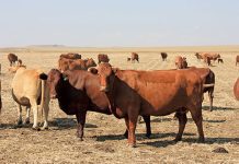 Agribusiness confidence rebounds despite ongoing challenges