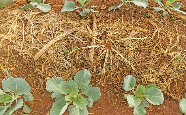 Boost soil health and yields by increasing organic matter