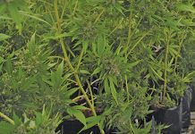 Surplus piles up for cannabis farmers due to market challenges