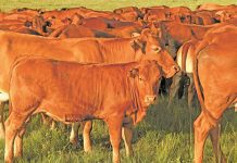 SA strengthens measures to control foot-and-mouth disease