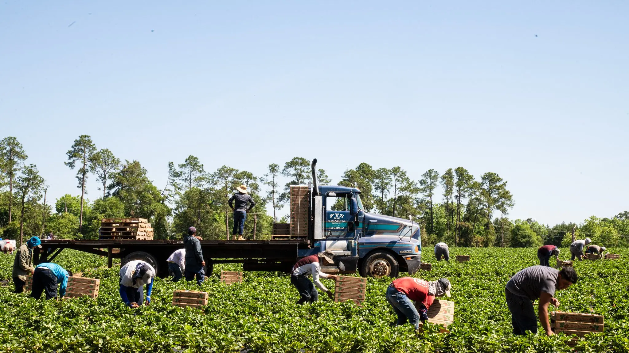 Can automation alleviate labour shortages on US farms?