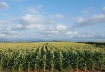 Court says GMO regulator didn’t follow proper procedure