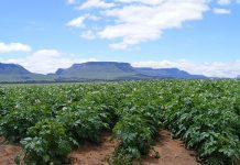 Poor policies in the spotlight on World Food Day