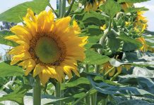 Farmers urged to plan to mitigate hot summer ahead