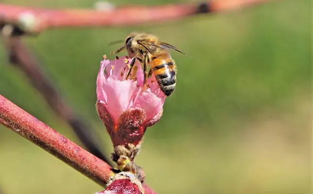 Farm with nature, says pest management expert