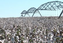 World Cotton Day highlights importance of GM technology