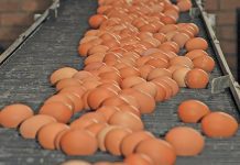 SA egg industry celebrates World Egg Day amid bird flu challenges