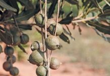Macadamia growers urged to not rely on China only