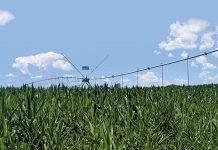 Water crisis in Johannesburg threatens agriculture sector