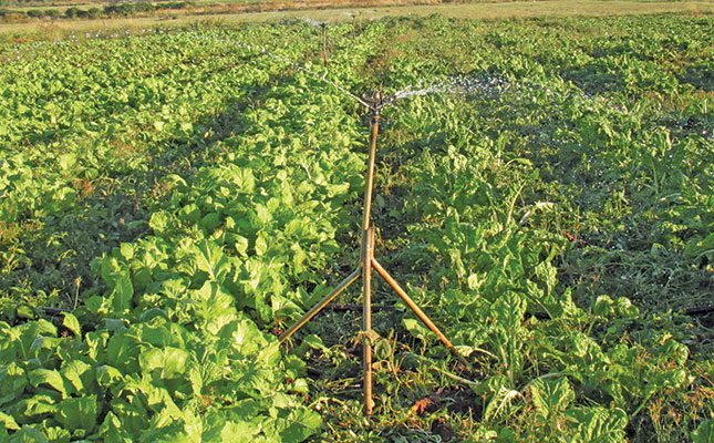 Zimbabwe commits to grow environmentally friendly tobacco