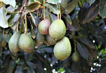 Avocado market access overshadowed by high import barriers
