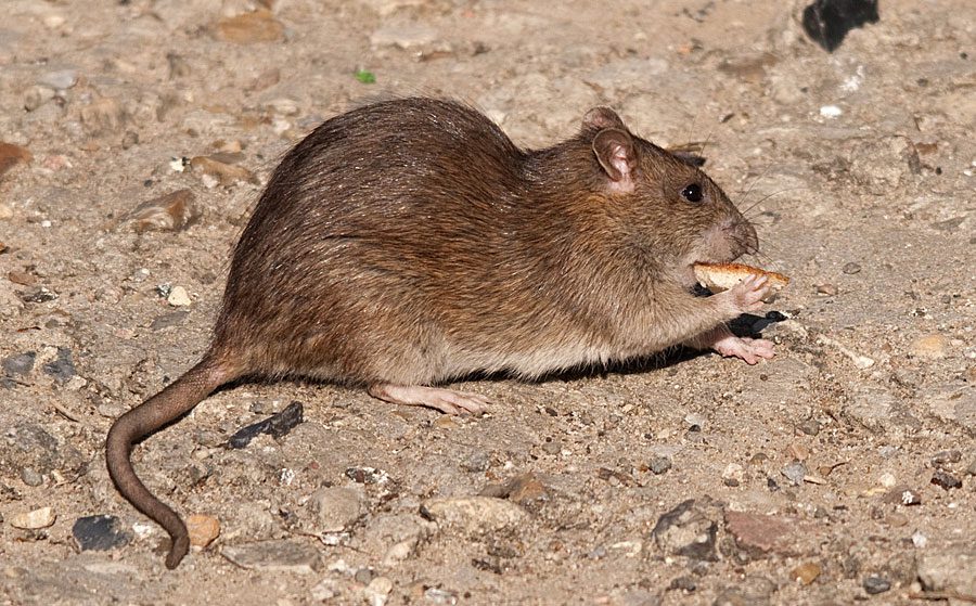 SA’s exploding rat population has worsened since 2016