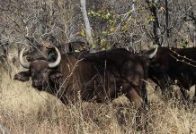 Efforts to contain foot-and-mouth disease in KZN intensify