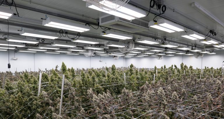 LED lighting can maximise your cannabis crop yield