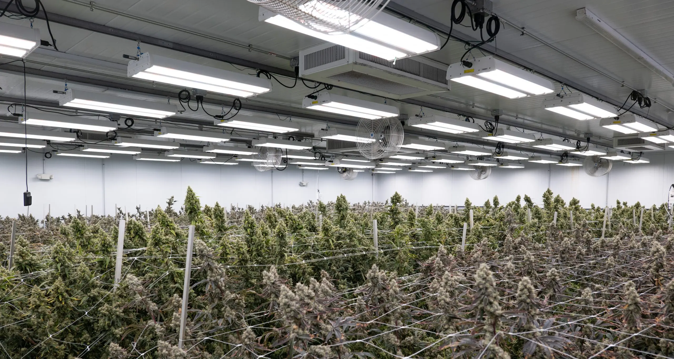 LED lighting can maximise your cannabis crop yield