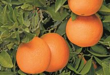 Citrus industry faces hurdles as export volumes fall