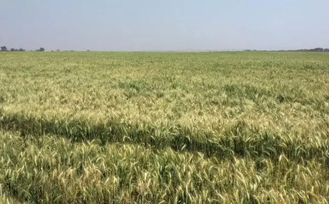 Zimbabwe achieves record wheat crop