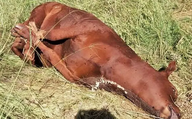 The impact of theft on farms in South Africa