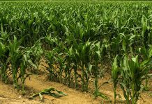 Acceptance of genetically engineered crops widens