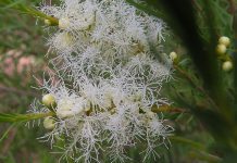 EU ‘toxic’ tea tree oil law could sink SA’s industry