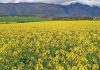 Canola: a growing force in South Africa’s agricultural landscape