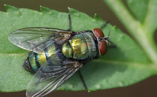 Fly outbreaks in South Africa due to “unhygienic conditions”