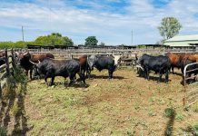 Eastern Cape small-scale farmers receive Nguni bulls to improve production
