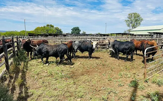 Eastern Cape small-scale farmers receive Nguni bulls to improve production