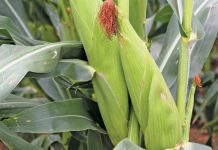 SA’s first white maize shipment since 2017 arrives at Port of Durban