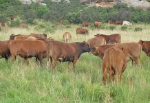 New cases of foot-and-mouth disease confirmed in KZN