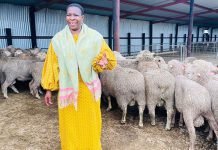 Eastern Cape farmers receive 300 sheep to improve flock genetics