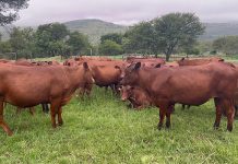 KZN reports new foot-and-mouth disease cases in Newcastle