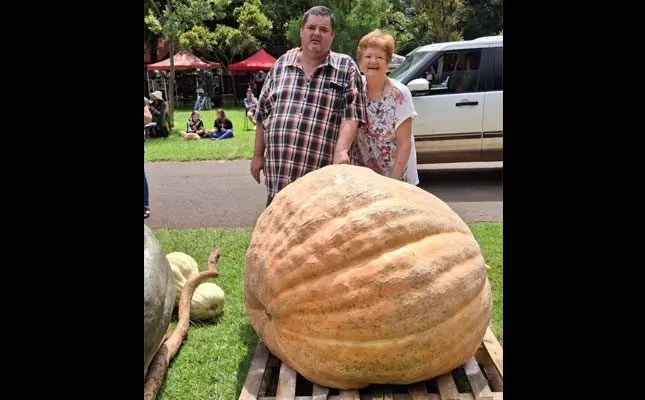 ‘Grietjie’, at 445kg, is SA’s heaviest pumpkin for 2025