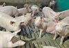 Managing weaners and growers for maximum efficiency