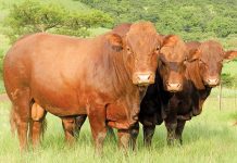 Namibia reinstates ban on bovine semen and embryos from SA
