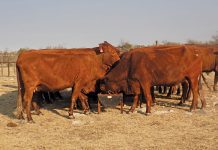 Foot-and-mouth disease spreads to Bergville, KZN