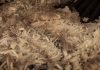 Better prices, good weather see wool farmers breathe sigh of relief