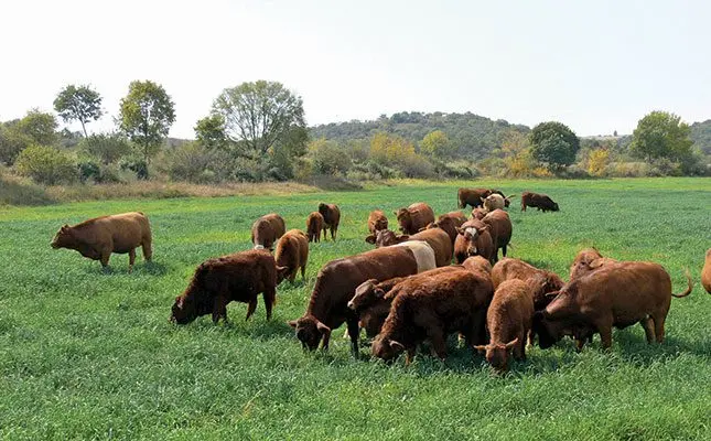 ‘The Beefmaster is a smart investment’