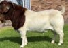 Boer goat ram sells for world record price of R2,3 million