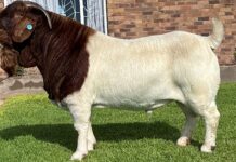 Boer goat ram sells for world record price of R2,3 million